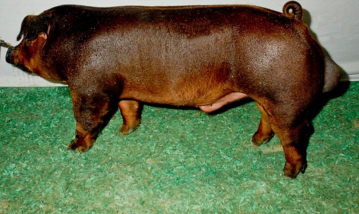 Duroc boar