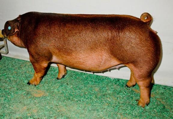 Duroc gilt