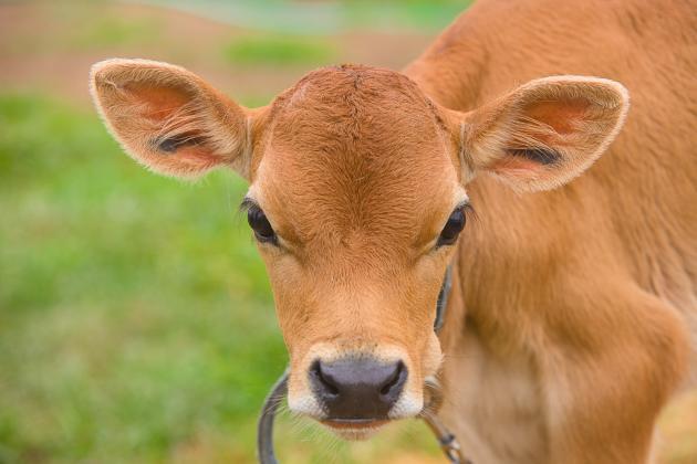 Jersey Calf