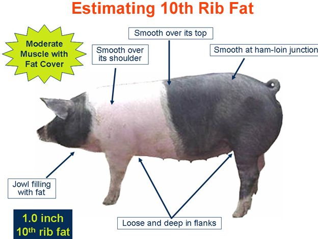 Estimating 10th Rib Fat Moderate Muscle with Fat Cover