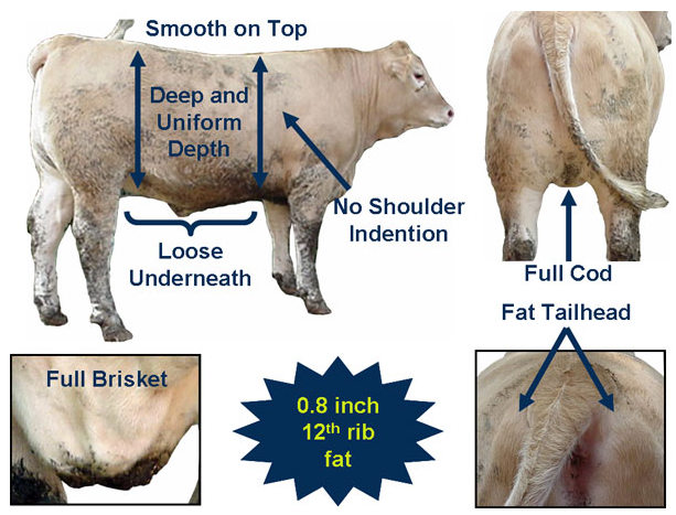 Estimating 12th rib fat cow