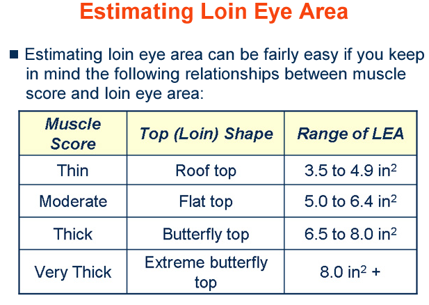 Estimating Loin Eye Area