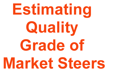 Estimating Quality Grade of Market Steers