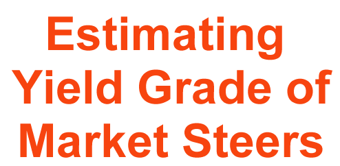 Estimating Yield Grade of Market Steers