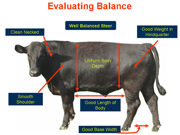 Evaluating Balance - Well Balanced Steer