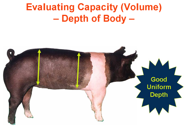 Evaluating Capacity Depth of Body Good Uniform Depth
