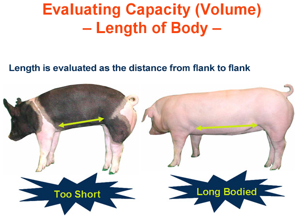 Evaluating Capacity length of body