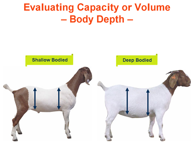 Evaluating Capacity or Volume body depth