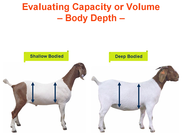 Accuracy, Ratings, and GOATs 