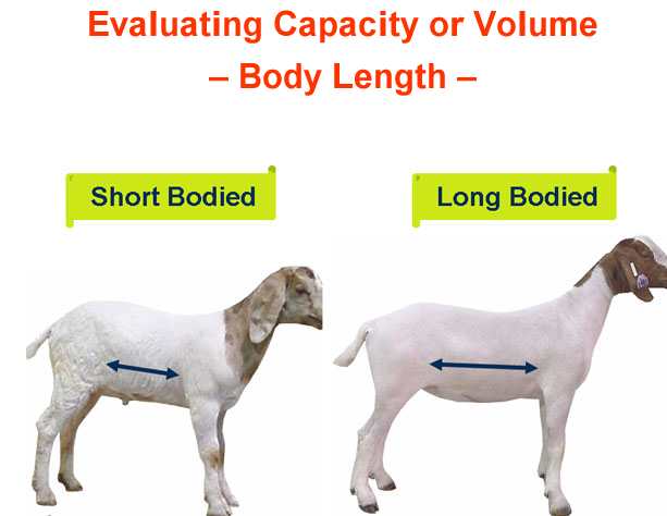 Evaluating Capacity or Volume Body length