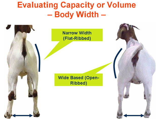 Evaluating Capacity or volume body width