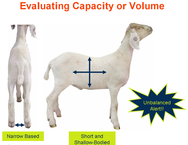 Accuracy, Ratings, and GOATs 