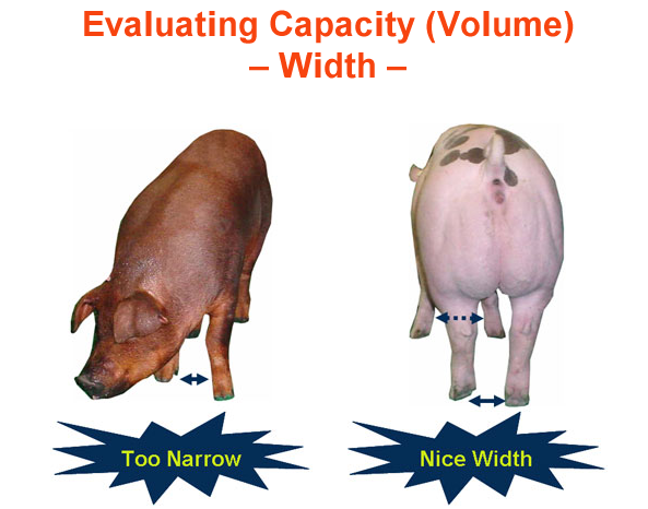 Evaluating Capcity Width too narrow vs nice width