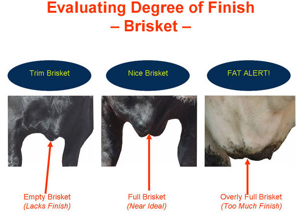 Evaluating Degree of Finish Brisket - Trim, Nice, Fat