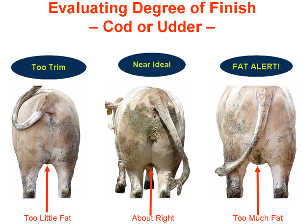 Evaluating Degree of Finish Cod or Udder - Trim, Ideal, Fat
