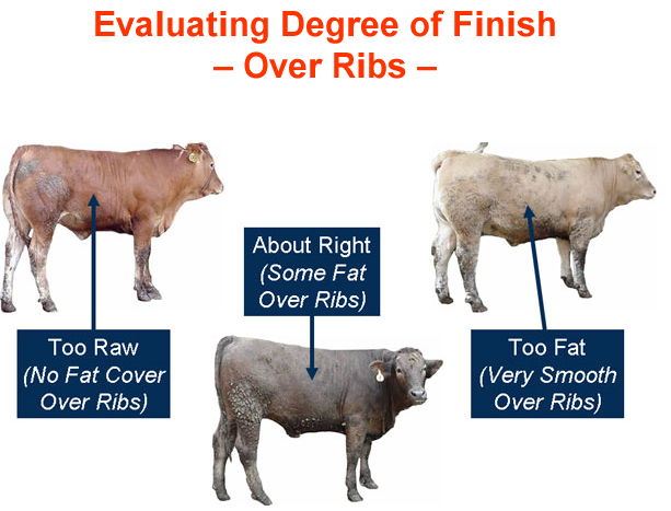 Evaluating Degree of Finish Over Ribs - Too Raw, About Right, Too Fat