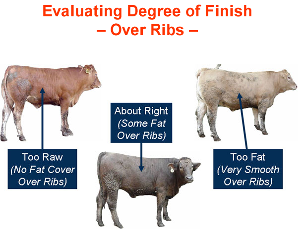 Is FAT Brands Inc Class A (FAT) Stock Near the Top of the