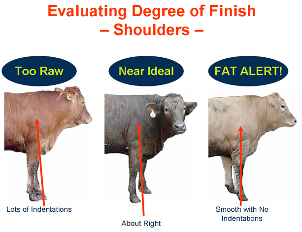 Evaluating Degree of Finish Shoulders - Raw, Ideal, Fat