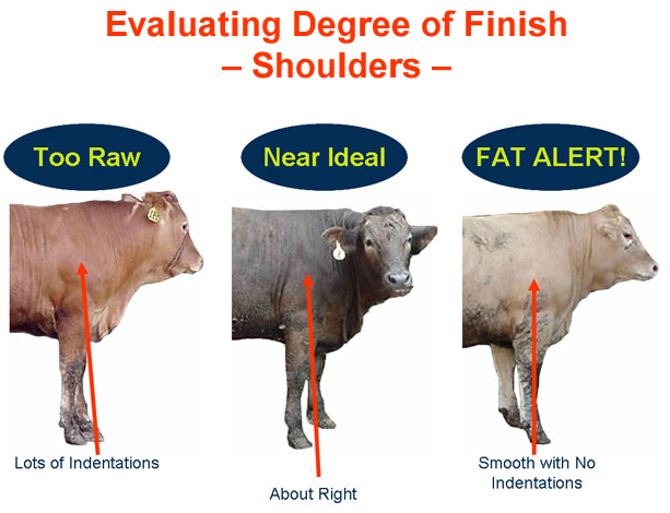 Is FAT Brands Inc Class A (FAT) Stock Near the Top of the