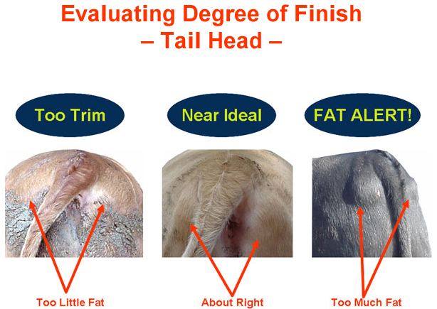 Evaluating Degree of Finish Tail Head - Too Trim, Near Ideal, Fat