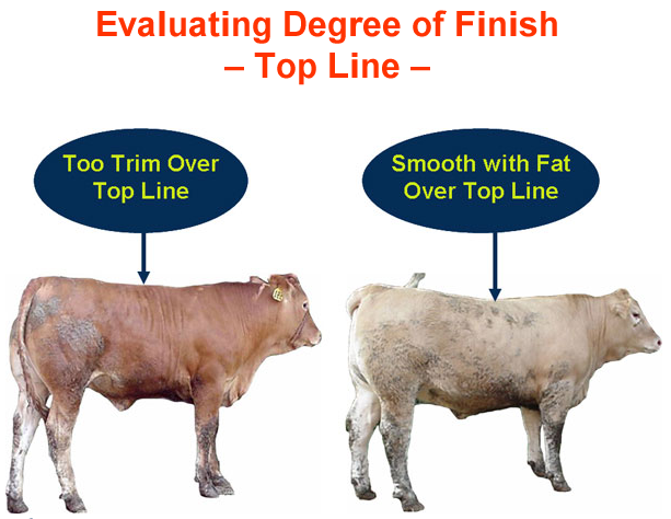 Evaluating Degree of Finish Top Line Too Trim, Smooth with Fat