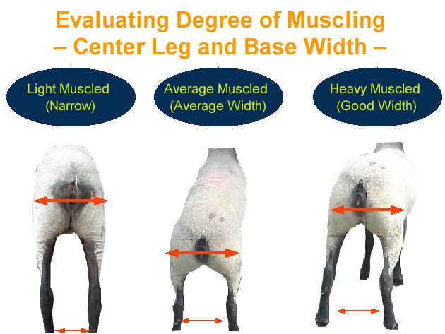 Evaluating Degree of Muscling - Center Leg and base Width - Light, Average, heavy