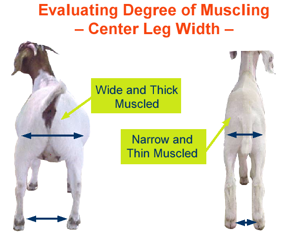 Evaluating Degree of Muscling Center Leg Width