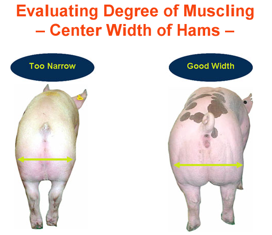 Evaluating Degree of Muscling Center Width of Hams Narrow vs good width
