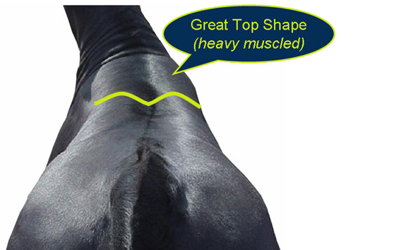 Evaluating degree of muscling great top shape