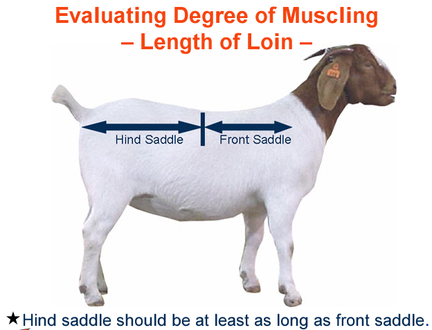 Evaluating Degree of Muscling Length of loin