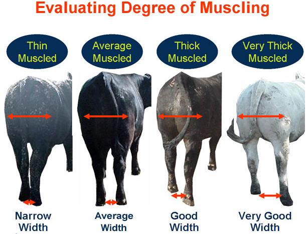 Evaluating Degree of Muscling - Narrow, Average, Good, Very Good