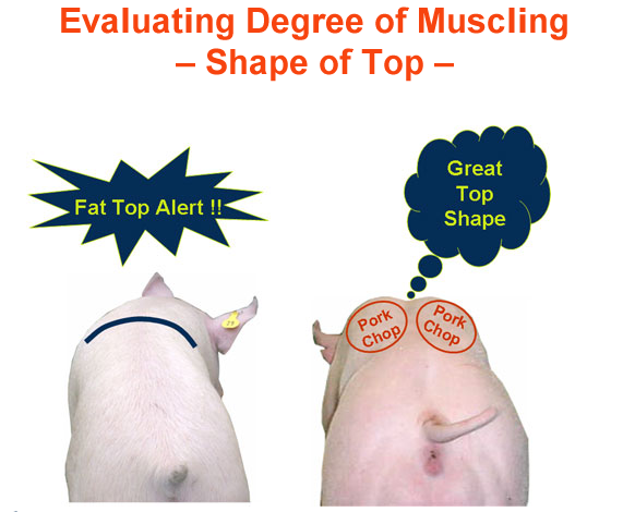 Evaluating Degree of Muscling Shape of Top fat vs great top