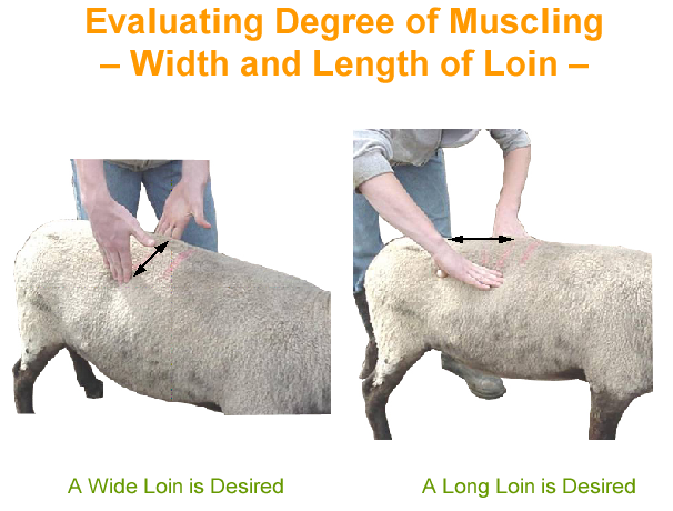 Evaluating Degree of Muscling - Width and length of loin