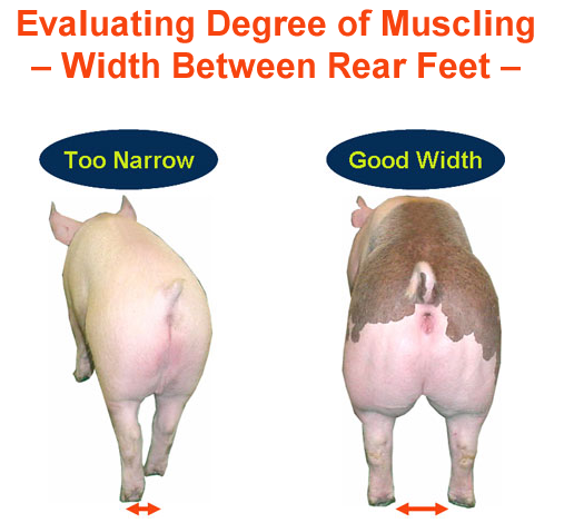 Evaluating Degree of Muscling Width Between Rear Feet