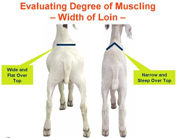 Evaluating Degree of Muscling Width of Loin