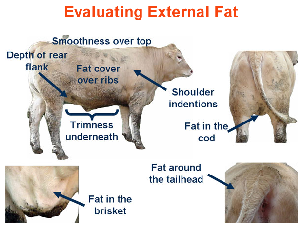 Evaluating External Fat