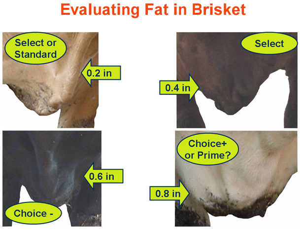 Evaluating Fat in Brisket