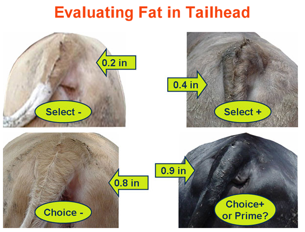 Evaluating Fat in Tailhead