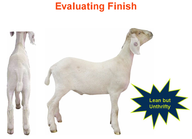 Evaluating finish Goats