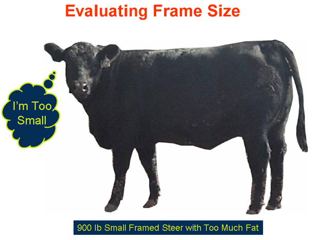 Evaluating Frame Size - too small