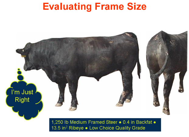 Evaluating Frame Size - just right 