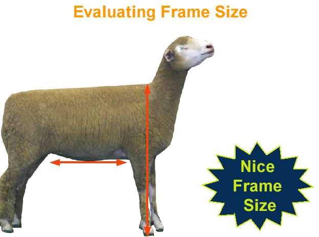 Evaluating Frame Size - Nice Frame Size
