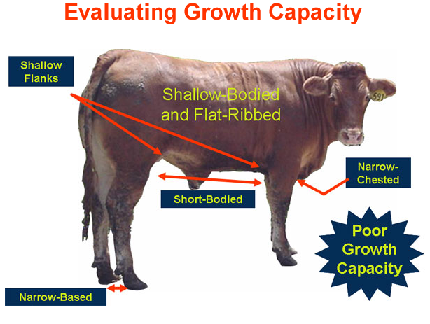Evaluating Growth Capacity Shallow Bodied Flat Ribbed