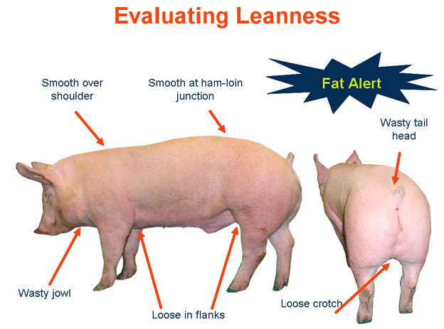 Evaluating Leanness Fat Alert