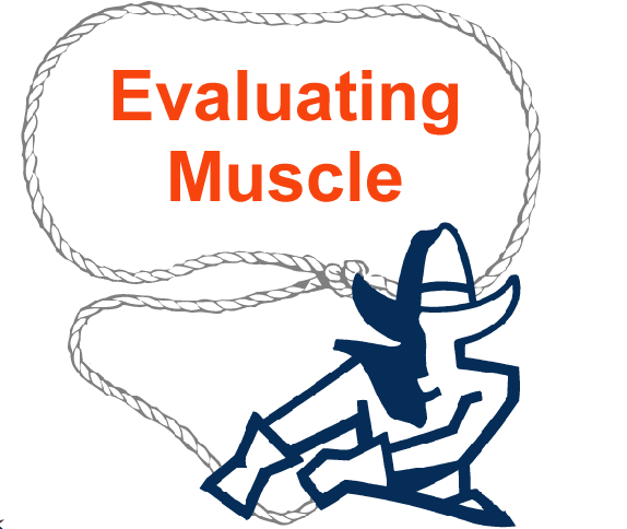 Evaluating Muscle