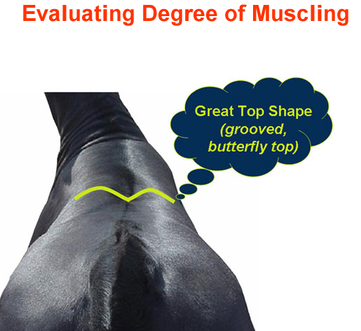 Evaluating Muscling Great Top Shape