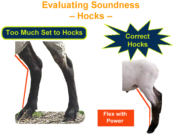 Evaluating Soundness Hocks Too Much Set & Correct Hocks