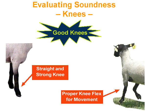 Evaluating Soundness Knees Good Knees