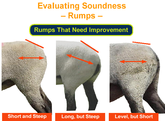 Evaluating Soundness Rumps Need Improvement