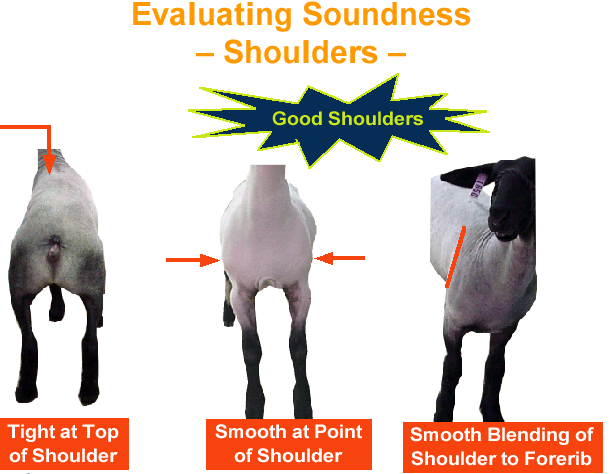 Evaluating Soundness Shoulders - Good Shoulders